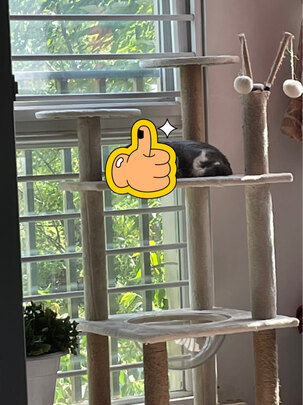 猫爬架