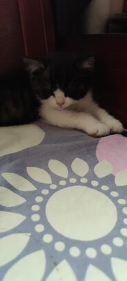 猫笼