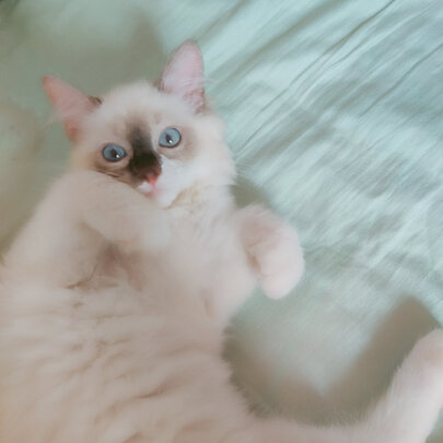  猫笼