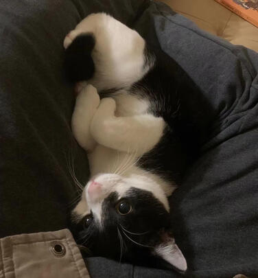 猫罐头