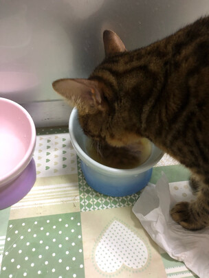 猫碗狗碗