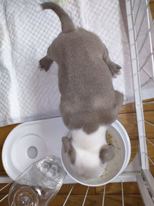 猫碗狗碗
