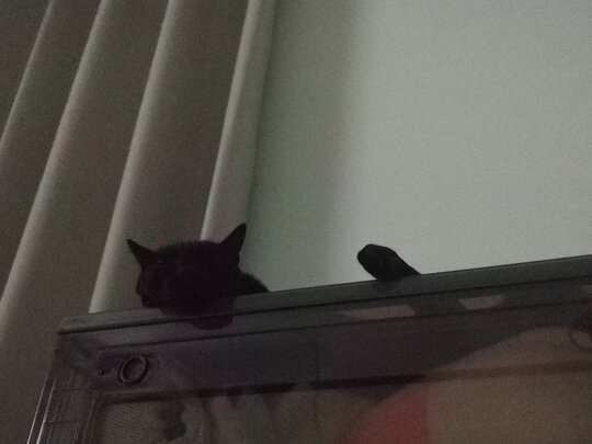 豆腐猫砂
