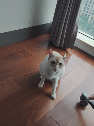 膨润土猫砂