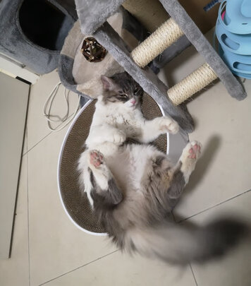 猫窝