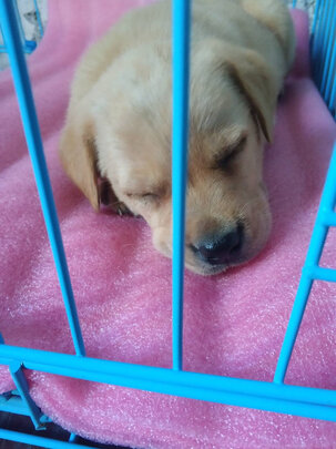 狗粮