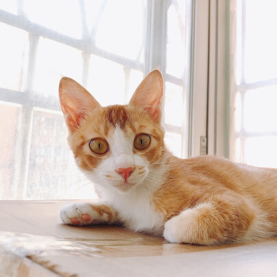 豆腐猫砂