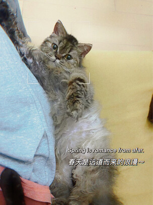  宠物电推剪