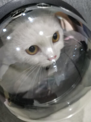 猫包