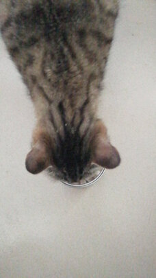 猫零食