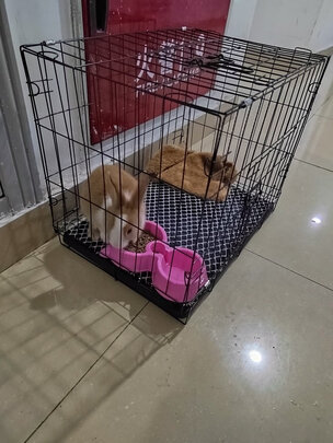  狗笼