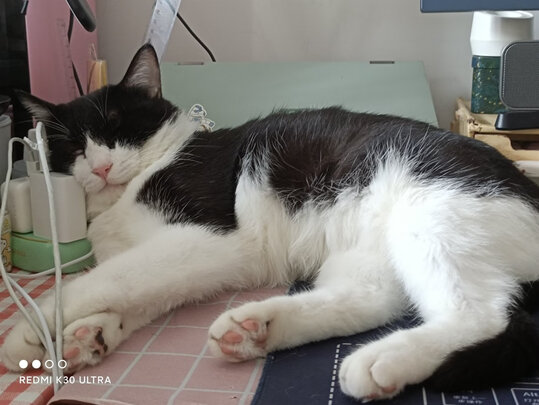 猫零食