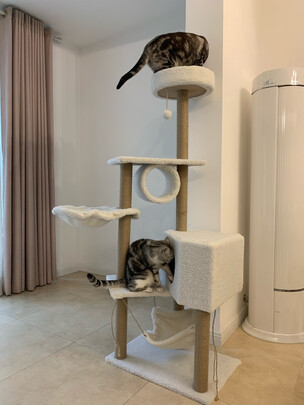 猫爬架