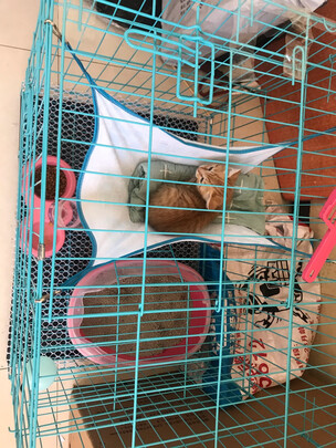 猫笼
