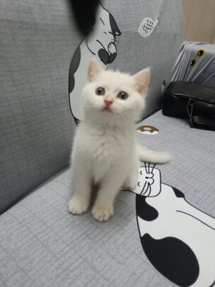猫包