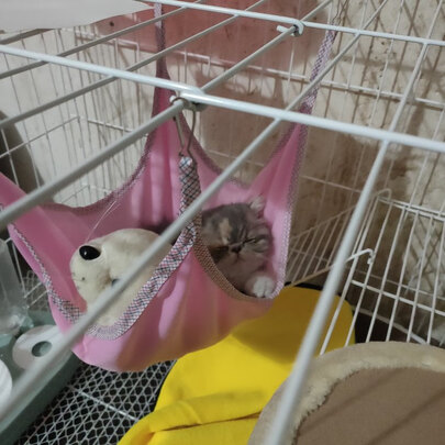  猫笼