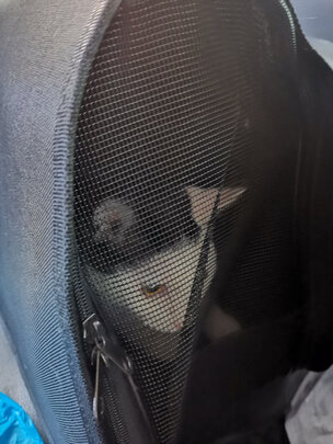 猫包