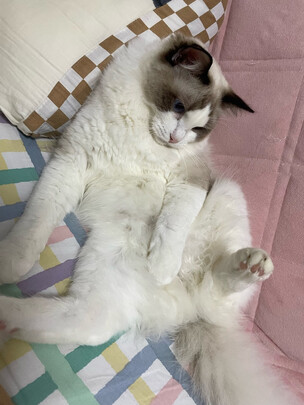 猫粮罐头