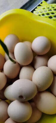 图片[4] - 尝鲜土鸡蛋，散养柴鸡蛋30枚装好不好？ - 淘实惠
