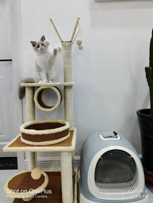猫爬架