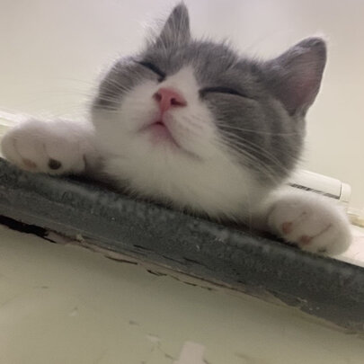 豆腐猫砂