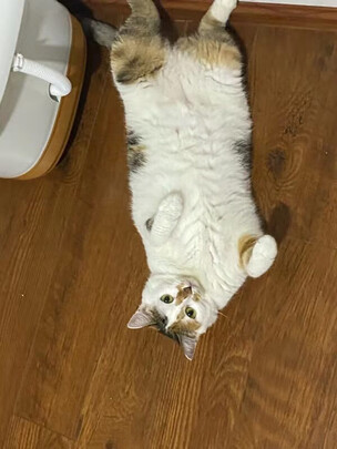 猫咪指甲剪