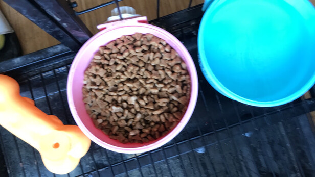 狗粮