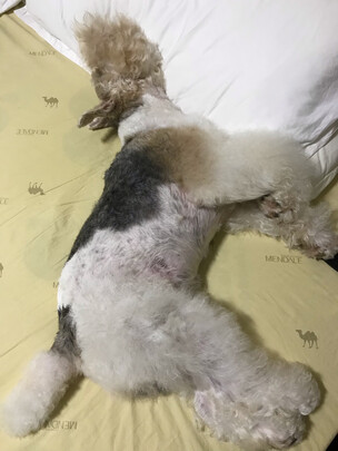 狗狗沐浴露