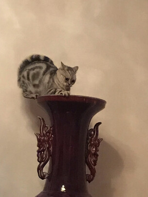 猫条猫零食