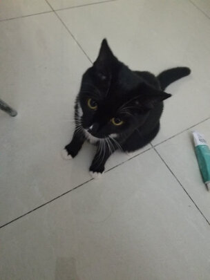 猫粮