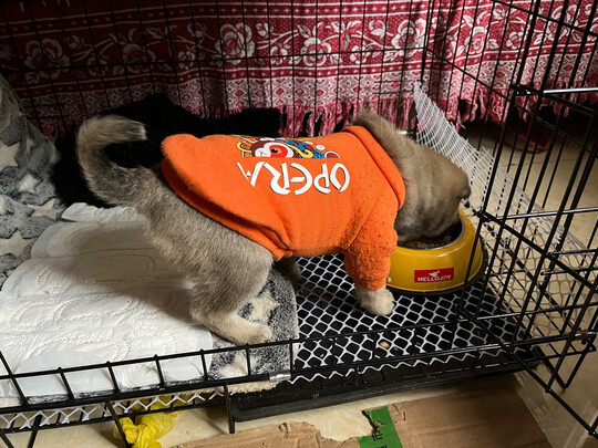 猫窝