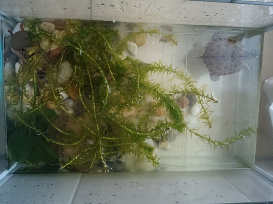 鱼缸鹅卵石