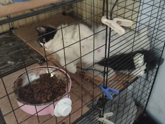 猫粮