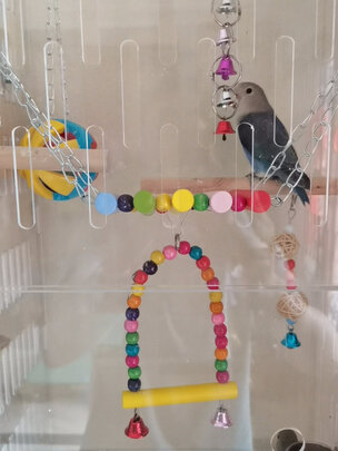 鸟笼