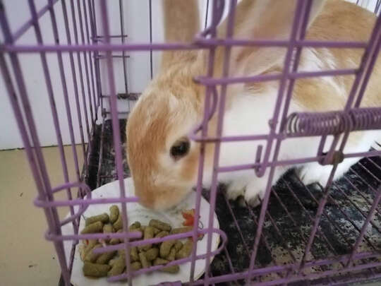 兔粮提摩西草