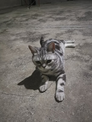 豆腐猫砂