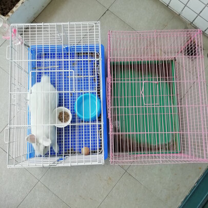 兔笼子