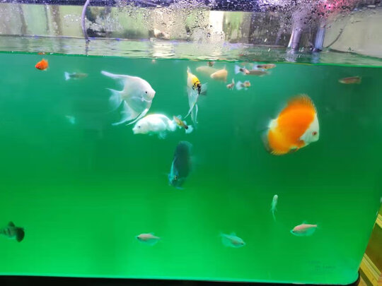 鱼缸uv杀菌灯紫外线
