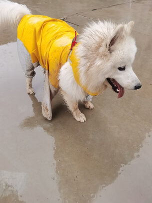 狗狗雨衣