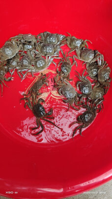 怎么样？蟹家长六月黄大螃蟹活鲜礼盒 - 淘实惠