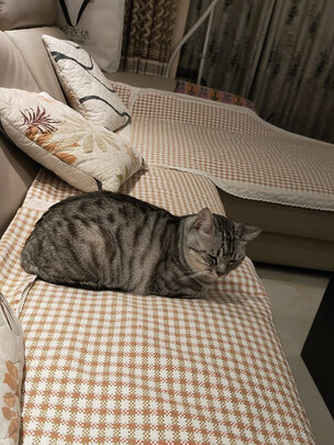 猫包