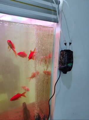 鱼缸氧气泵