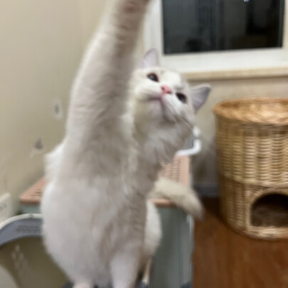 豆腐猫砂