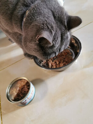 猫罐头