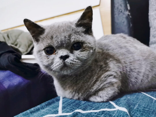 猫包