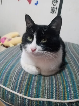猫粮
