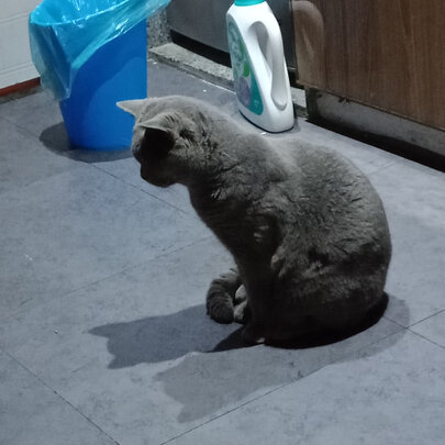 豆腐猫砂