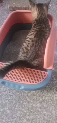 猫砂铲