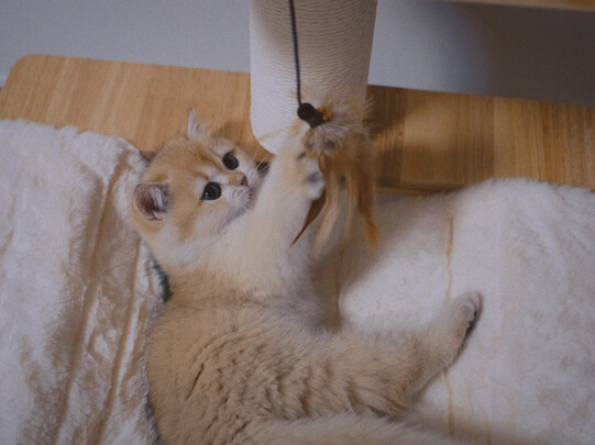 猫爬架