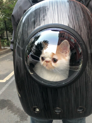 宠物包